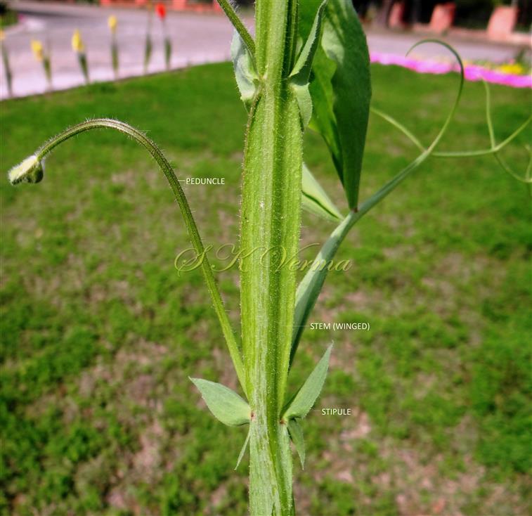  Stem